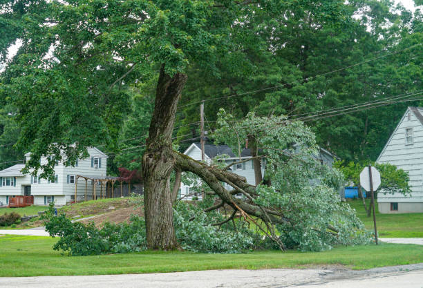 How Our Tree Care Process Works  in Warsaw, IN