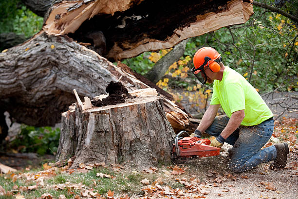 Best Fruit Tree Pruning  in Warsaw, IN