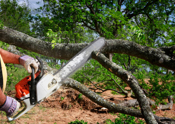 Best Tree Disease Treatment  in Warsaw, IN